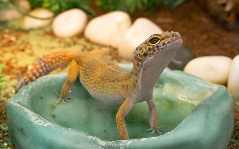 خطرات مارمولک در خانه