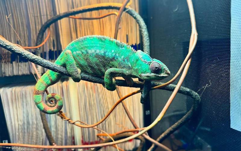 فواید مارمولک در خانه