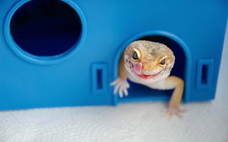 مزایای مارمولک در خانه