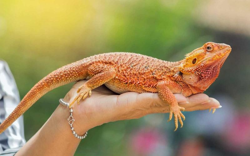 مضرات مارمولک در خانه