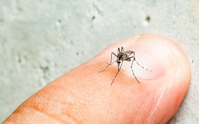 درمان خانگی نیش پشه آئدس