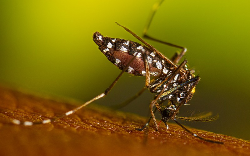 علائم نیش پشه آئدس