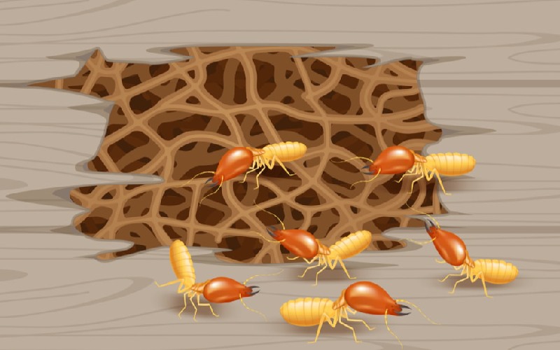 روش سمپاشی موریانه