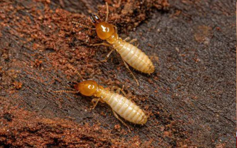 ایا با سمپاشی موریانه از بین میرود