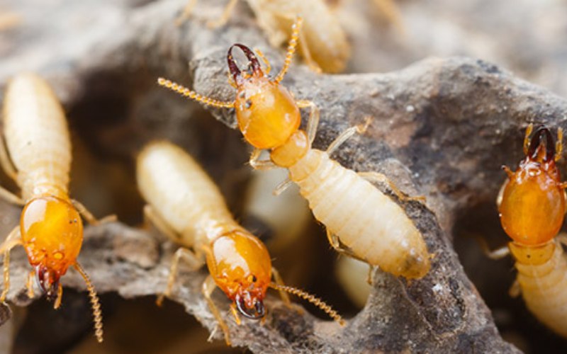سمپاشی برای موریانه