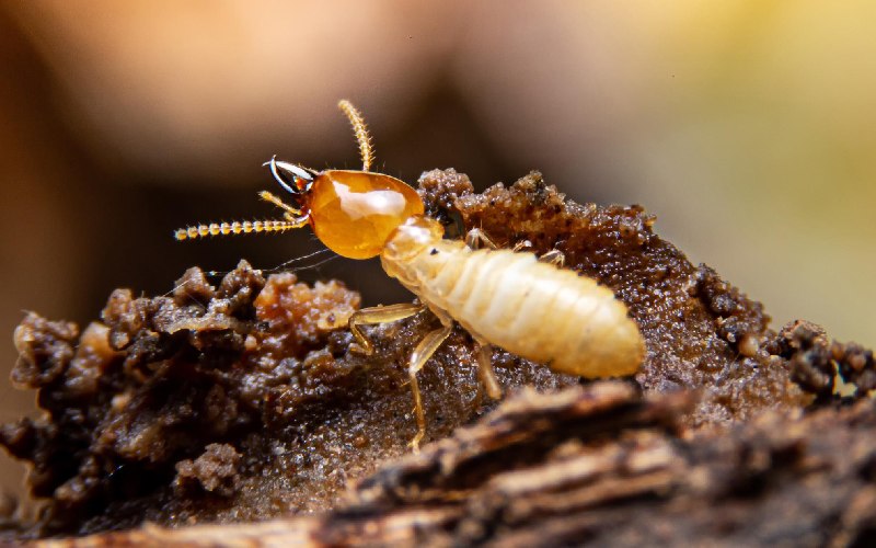 نحوه سمپاشی موریانه