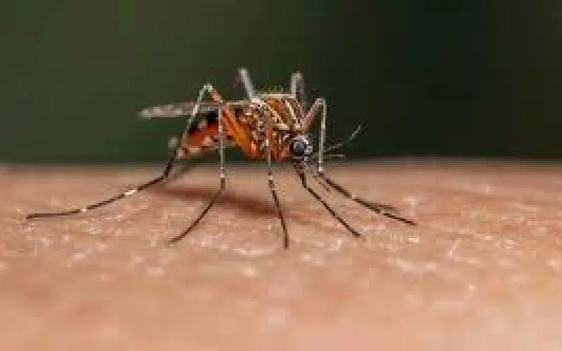 نیش پشه آئدس کشنده است