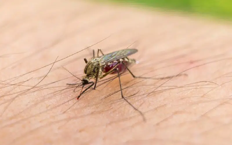 نیش پشه آئدس چه شکلیه