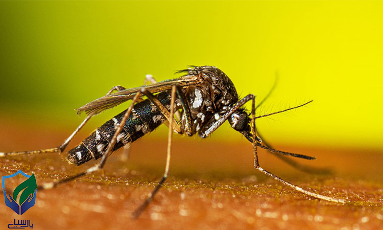 راه های دفع پشه