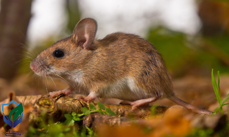 راه های دفع موش