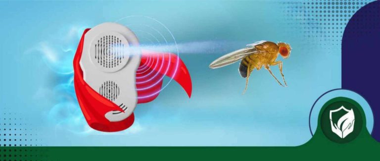 راه های از بین بردن مگس