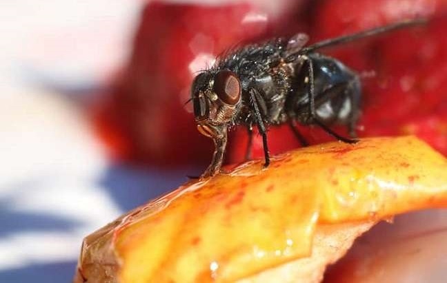 مگس خانگی (House Fly) و منابع جذب آن