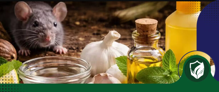 موش از چه چیزی بدش میاد؟ راههای دور کردن موش